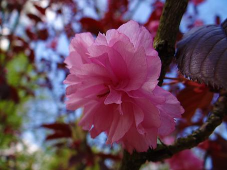 Free Stock Photo of Pink Flower - Cherry Blossoms