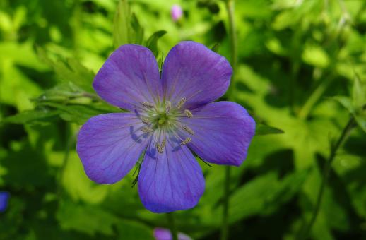 Free Stock Photo of Purple Flower - Green Background
