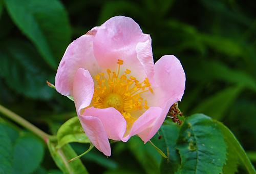 Free Stock Photo of Pink Flower - Green Background