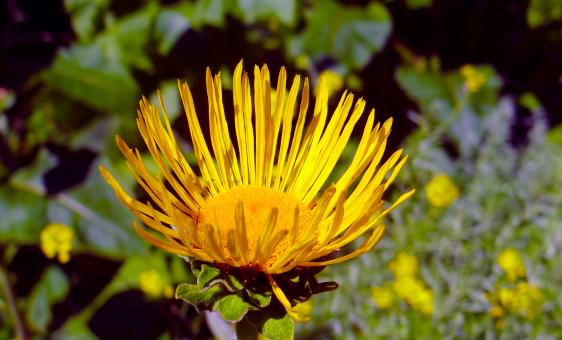 Free Stock Photo of Yellow Summer Flower