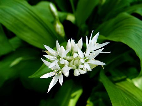 Free Stock Photo of Beautiful White Flowers