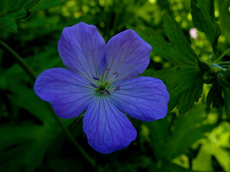 Free stock image of Purple Flower in Shadow created by Hans Zeilstra