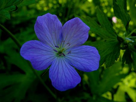Free Stock Photo of Purple Flower in Shadow