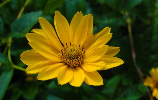Free Stock Photo of Yellow Flower in Summer