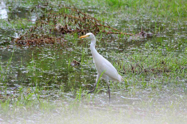 Free stock image of Cattle egret walking in swamp created by Moon  Bhuyan