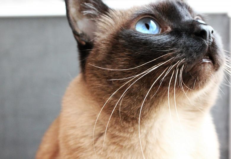 Free stock image of Curious Cat Closeup created by Daisy Davies