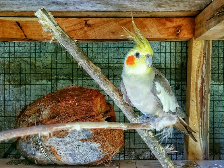 Free stock image of Lovebird created by Nushrath Ahamed