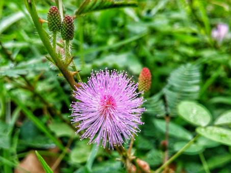 Touch-me-not Flower - Free Stock Photo