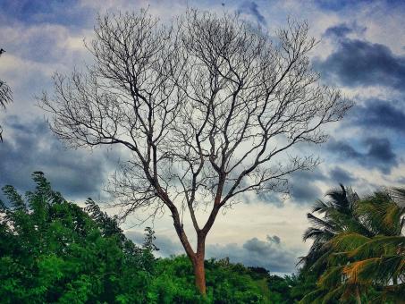 Leafless Tree - Free Stock Photo