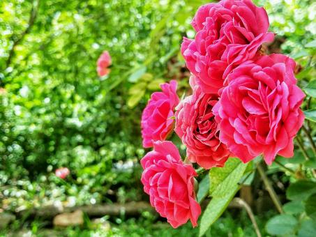 Pink Rose Flowers - Free Stock Photo