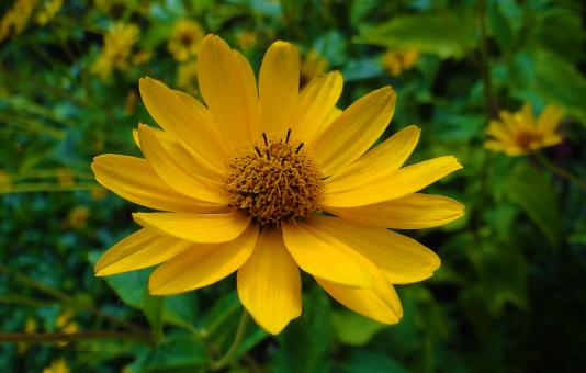 Free Stock Photo of Yellow Flower in Blossom