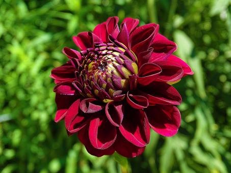 Free Stock Photo of Dark Red Flower in Bloom