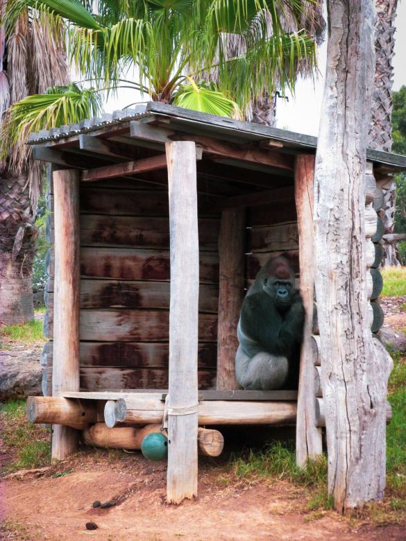 Free stock image of Gorilla in his hut created by Michiru Maeda