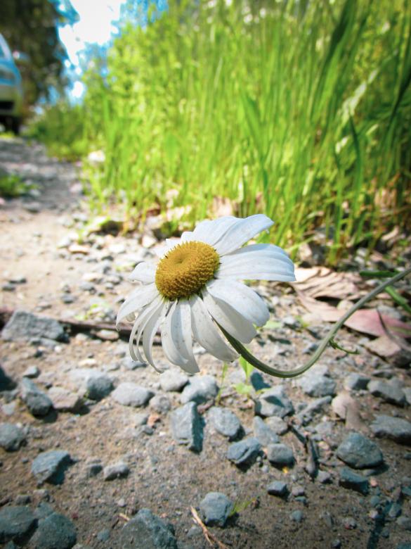 Free stock image of White blooming daisy created by Michiru Maeda