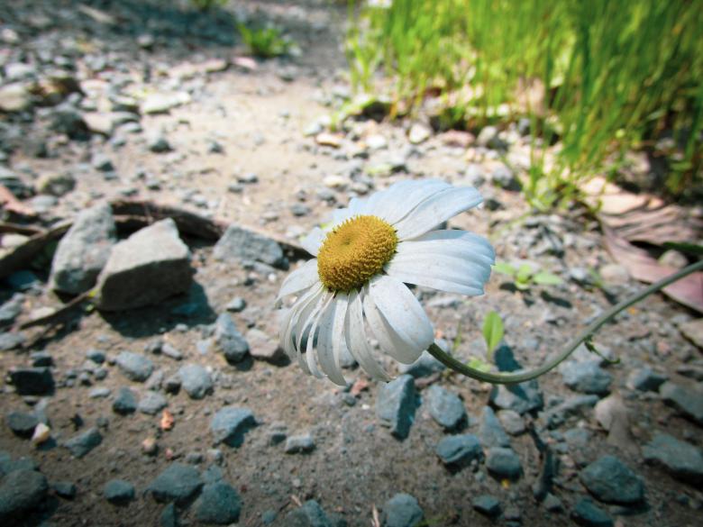 Free stock image of Blooming Daisy Sticking Out created by Michiru Maeda