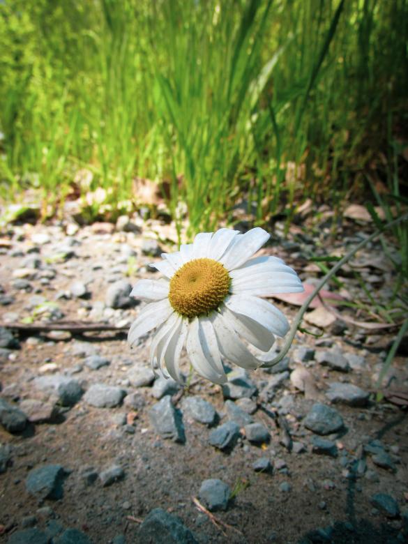 Free stock image of White Daisy Flower created by Michiru Maeda