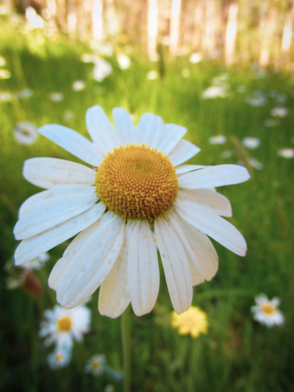 Free stock image of Blooming Daisies created by Michiru Maeda