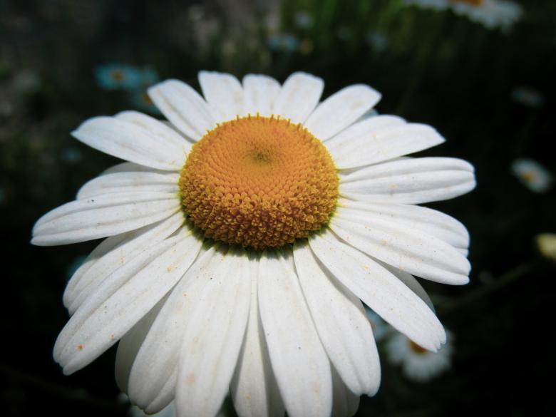 Free stock image of Daisy in Bloom - Closeup created by Michiru Maeda