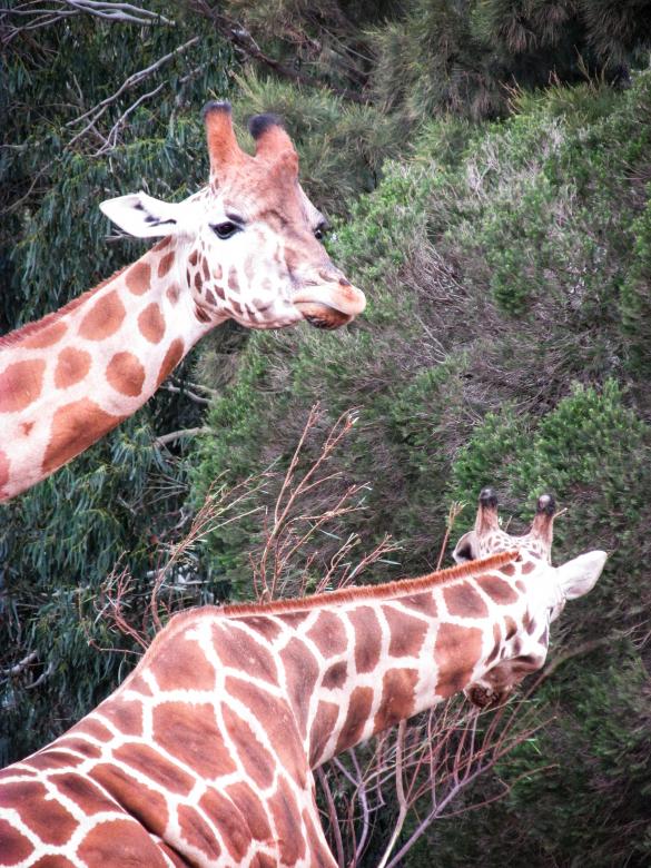 Free stock image of Two giraffes eating leaves from a tree created by Michiru Maeda