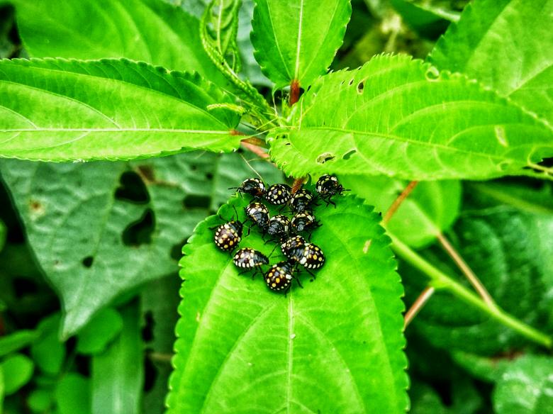 Free stock image of Insects on Leaves created by Nushrath Ahamed