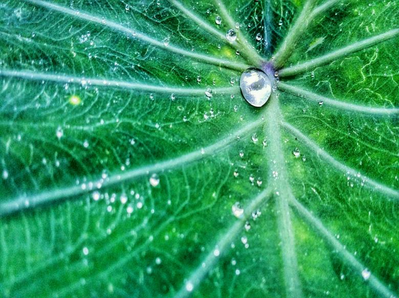 Free stock image of Water on the leaf created by Nushrath Ahamed