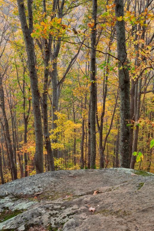 Free stock image of Autumn Crabtree Forest created by Nicolas Raymond