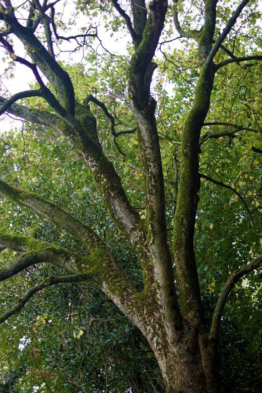 Free stock image of Old Tree in Amsterdam created by Hans Zeilstra
