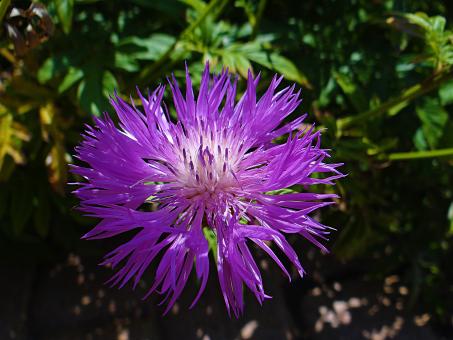 Free Stock Photo of Vivid Purple Flower
