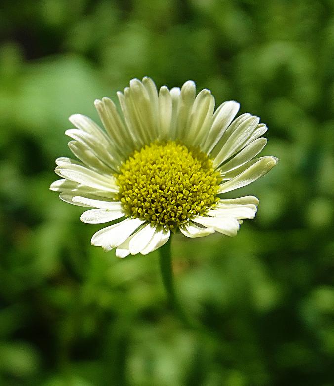 Free stock image of White Flower Macro created by Hans Zeilstra