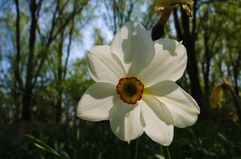 Free stock image of White Flower - Forest Backround created by Hans Zeilstra