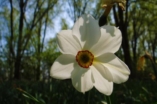 Free Stock Photo of White Flower - Forest Backround