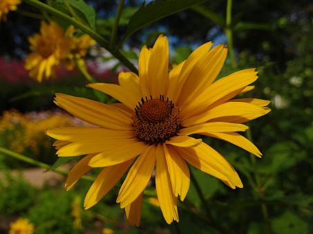 Free Stock Photo of Vivid Yellow Flower Garden