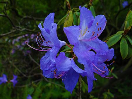 Blue Flower Bells - Free Stock Photo