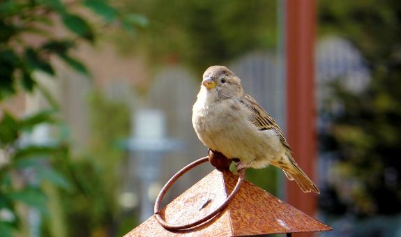 Sparrow on top of a birdhouse - Free Stock Photo