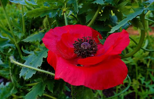 Free Stock Photo of Red Flower in Green Leaves