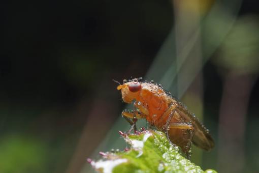 Macro of a Marsh Fly - Free Stock Photo