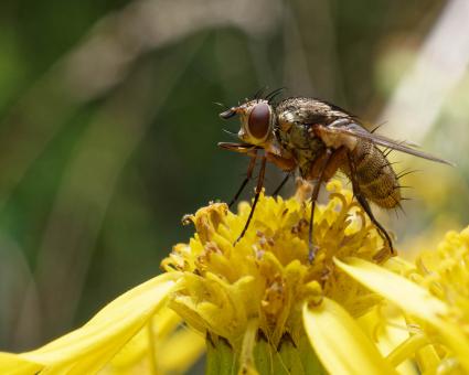 Fly on a yellow flower - Macro - Free Stock Photo