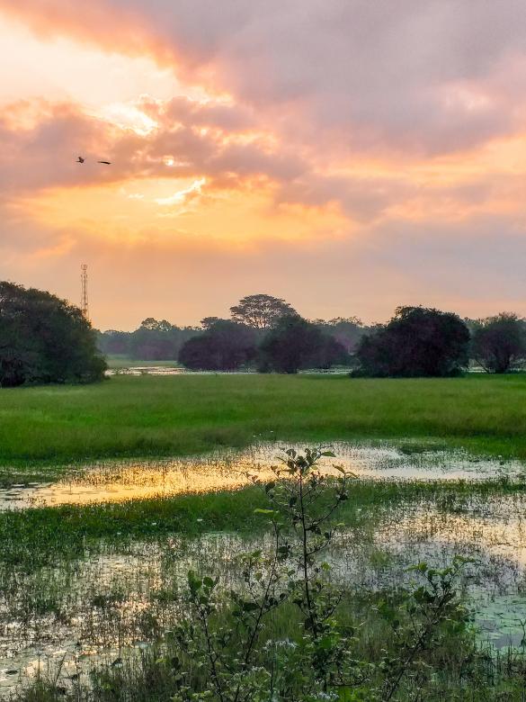 Free stock image of Field at Sunset created by mohamed aslam