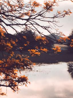 Big tree and flower in little field near the pond - Free Stock Photo