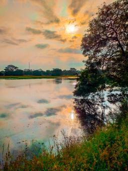 The remains of a large fallen tree in the pond - Free Stock Photo