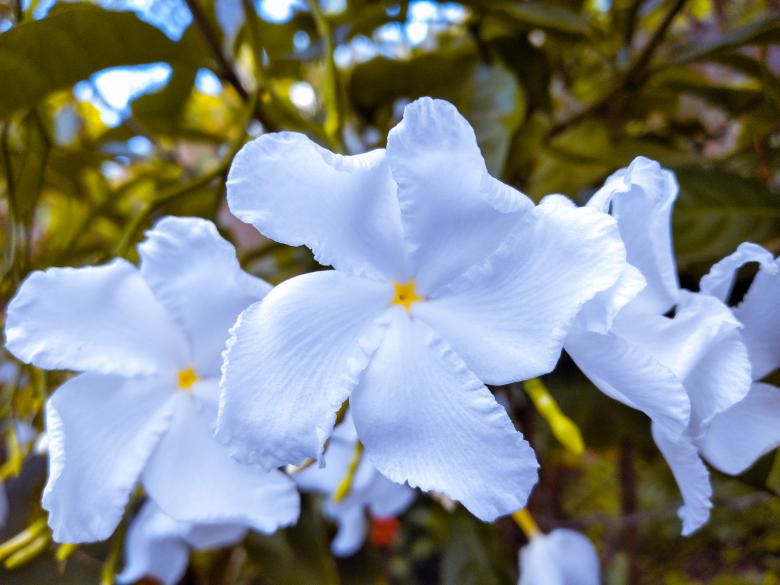 Free stock image of White beauty jasmine flower created by mohamed aslam
