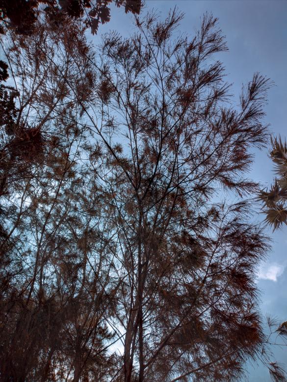 Free stock image of Tree over Blue Sky created by mohamed aslam