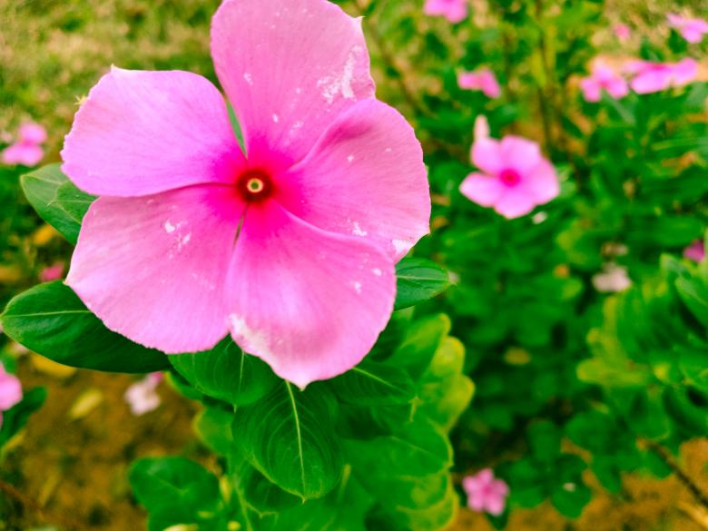 Free stock image of Pink cosmos flower blooming created by mohamed aslam