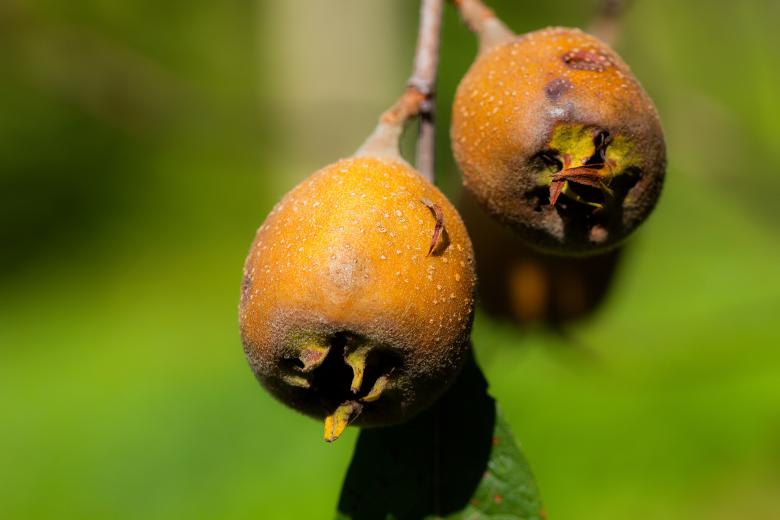 Free stock image of Ripe fruit on a branch created by Alen