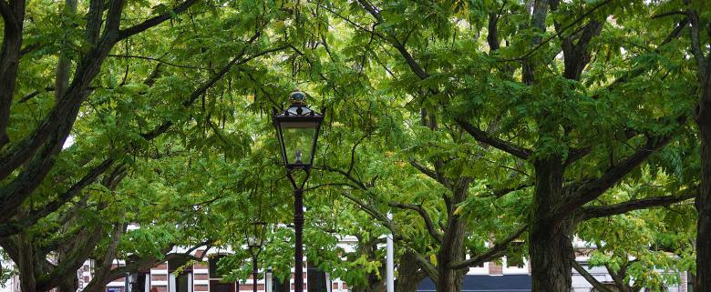 Free stock image of Avenue of Trees created by Hans Zeilstra
