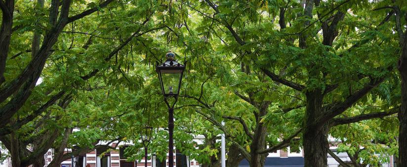Free Stock Photo of Avenue of Trees