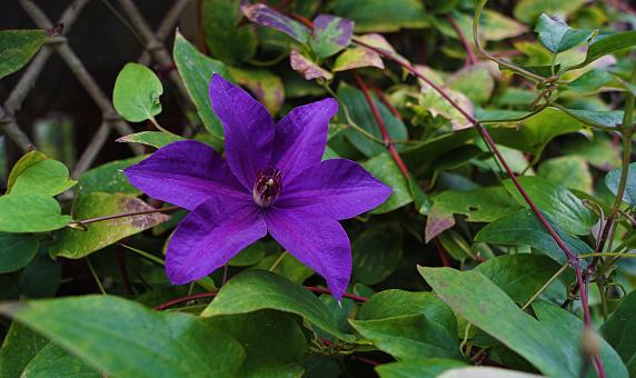 Free Stock Photo of Violet Flower in Nature