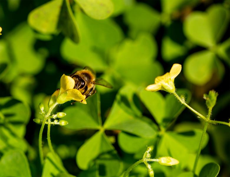 Free stock image of Honey Bee on a Flower created by Alen