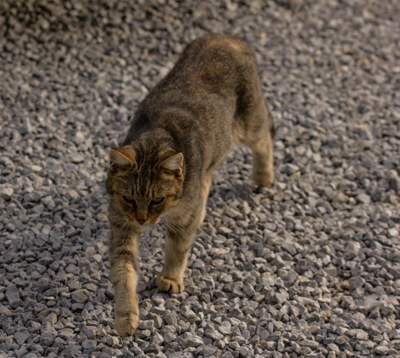 Free stock image of Walking Cat created by Alen