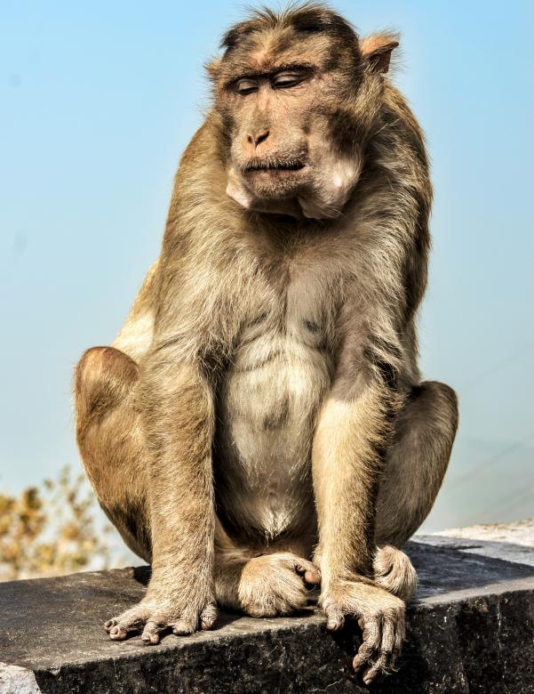 Free stock image of Sitting Monkey created by Nikhil Chhutani